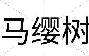 马缨树
